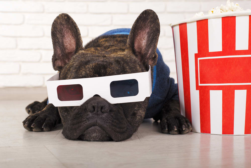 movie dog